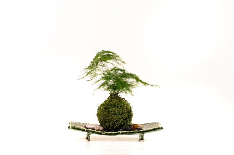 Pu&ograve; includere: Una pianta Kokedama, una palla di muschio giapponese, con una rigogliosa pianta verde simile a una felce. La palla di muschio poggia su un piatto rettangolare in ceramica verde con piccole pietre. Una pianta decorativa unica.