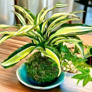 Arranged Kokedama with Lemon Lime Warneckii Dracaena and Ivy Kokedama, Japanese botanical art image 1