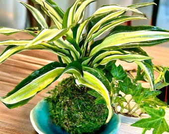 Arranged Kokedama with Lemon Lime Warneckii Dracaena and Ivy Kokedama, Japanese botanical art!