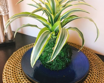 Lemon Lime Warneckii Dracaena Kokedama