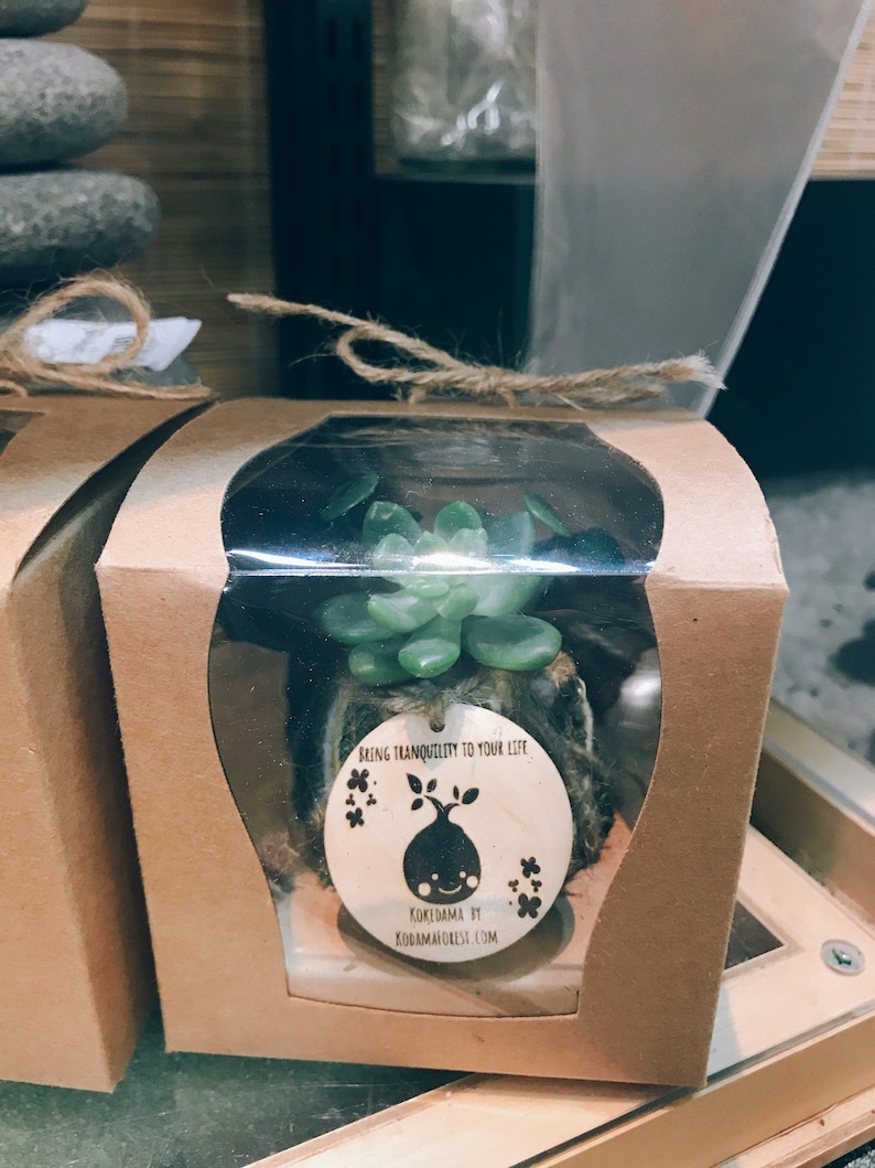 Moss ball with assorted succulents in the giftbox. Gift box mini kokedama