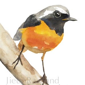 Orange Bird -instant print, printable art, animal print art,nursery decor, wall art, watercolor,Bird painting, Bird on branch