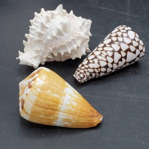 May include: Three seashells of different shapes and colors. One is white with a spiky texture, another is brown and white with a striped pattern, and the third is black and white with a spotted pattern.