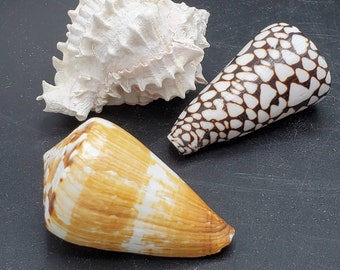 Pink Murex Seashell,Conus Marmoreus Seashells, Marble Cone Shell,mixed lot sea shells, mixed shells,assemblage,beach findings,beach decor