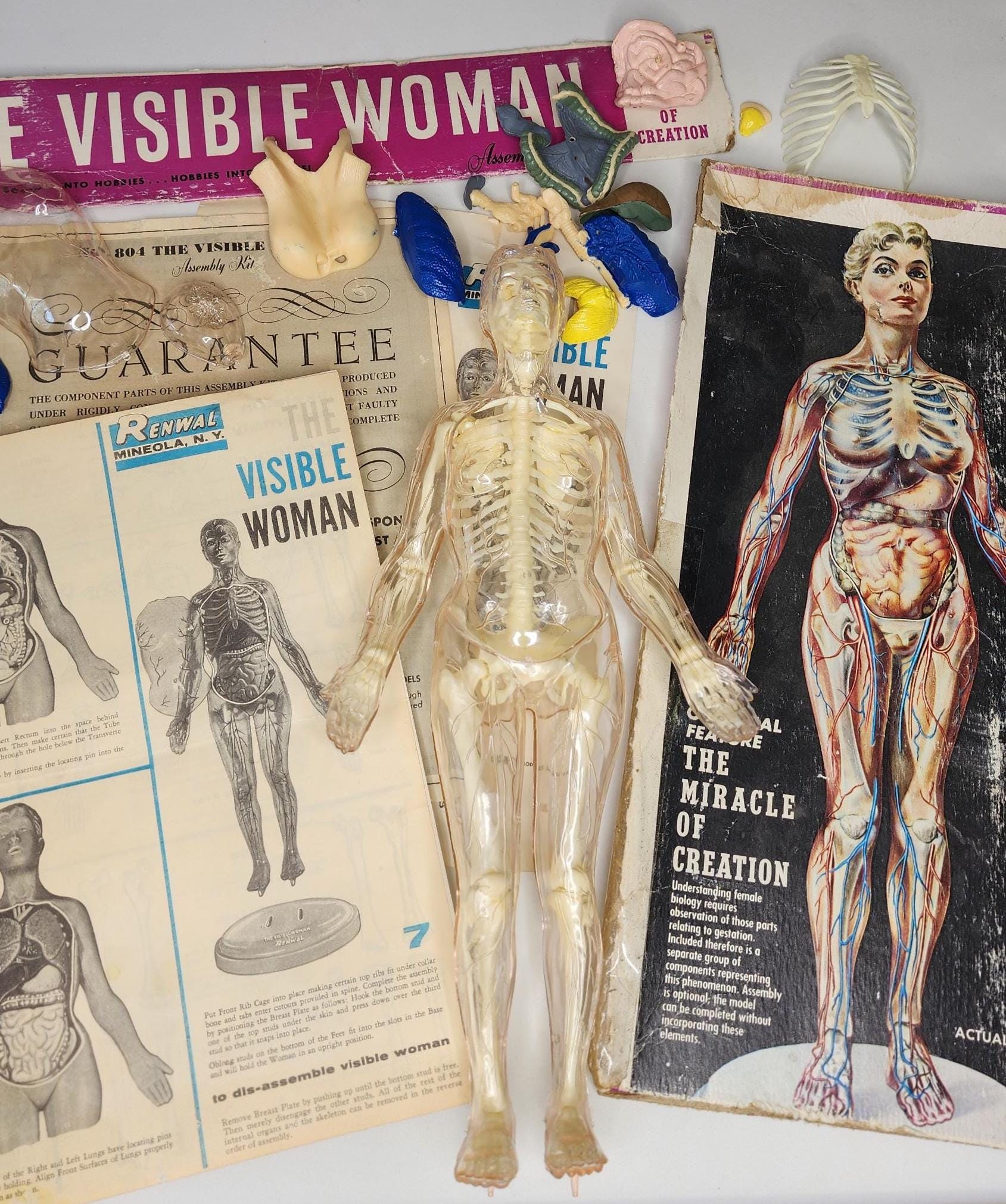 Visible Woman Model - Etsy