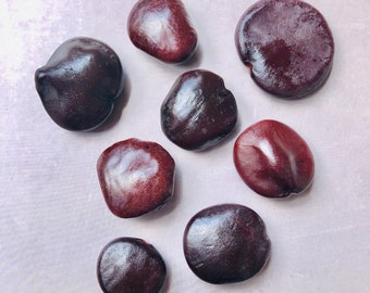 Irregular Bahamian Sea Beans, Craft & Display, Beach Seeds