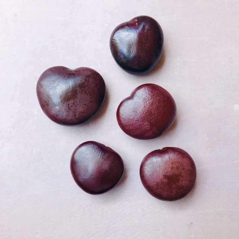 20 off Sea beans Sea hearts sea bean for crafts and Etsy