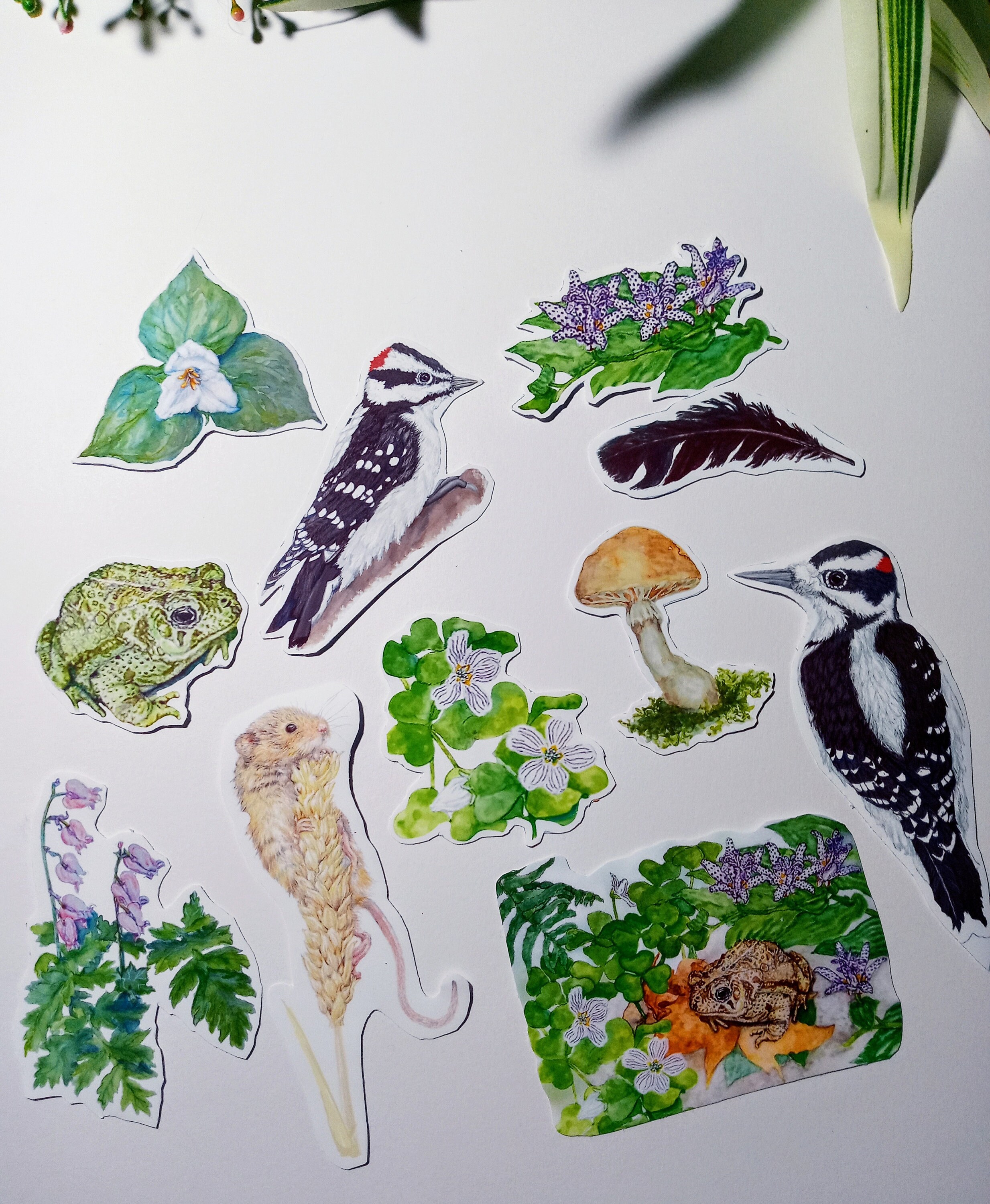 Forest Flora And Fauna Sticker Pack Woodpeckers And Woodland Etsy