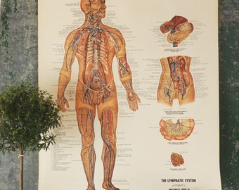 May include: Vintage anatomical chart of the human lymphatic system. The chart features a detailed illustration of the lymphatic system, including the lymph nodes, vessels, and organs. The chart is printed on paper and has a white background with black text. The chart is titled "The Lymphatic System" and is labeled "Anatomical Chart Co."