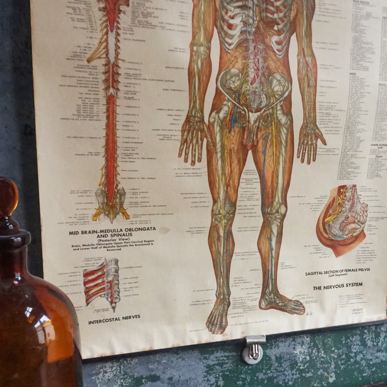 Anatomy Chart / Authentic Vintage Human Diagrams from 1949 / | Etsy