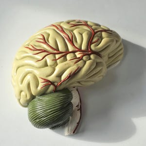 May include: A detailed anatomical model of a human brain with red veins and a green cerebellum. The model is made of plastic and is a teaching tool for anatomy and physiology.