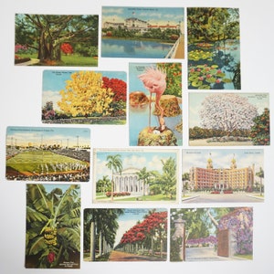 Florida / Vintage Picture Postcards / 12 Authentic Images