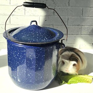May include: A blue enamelware pot with a lid and a wire handle. The pot has white speckles and a black rim. A small, fluffy guinea pig with brown, white, and black fur is next to the pot, with a piece of lettuce.
