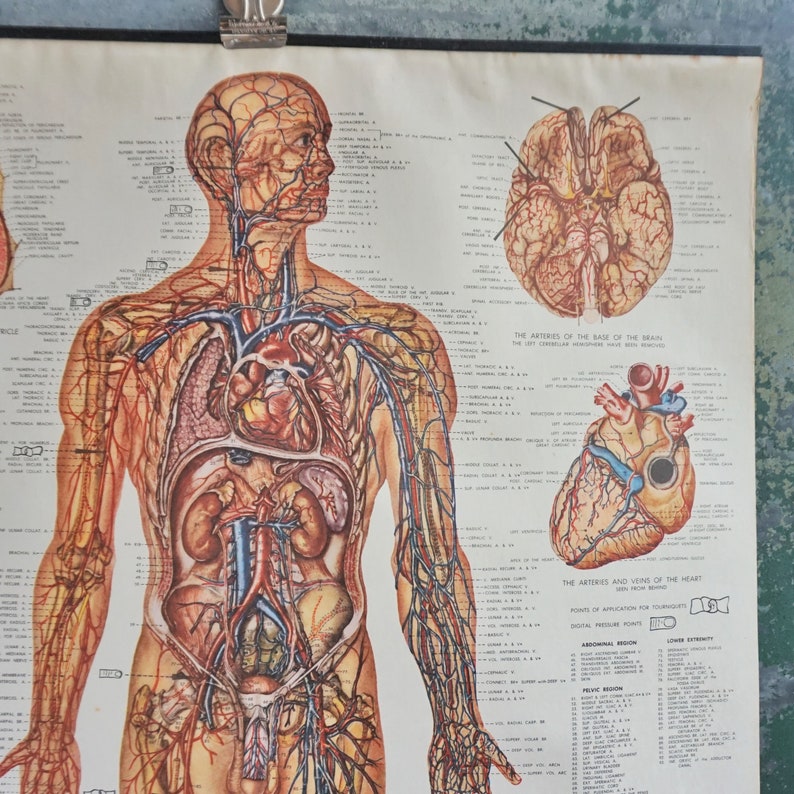 Human Anatomy Chart / Authentic Vintage Diagrams from 1949 / | Etsy