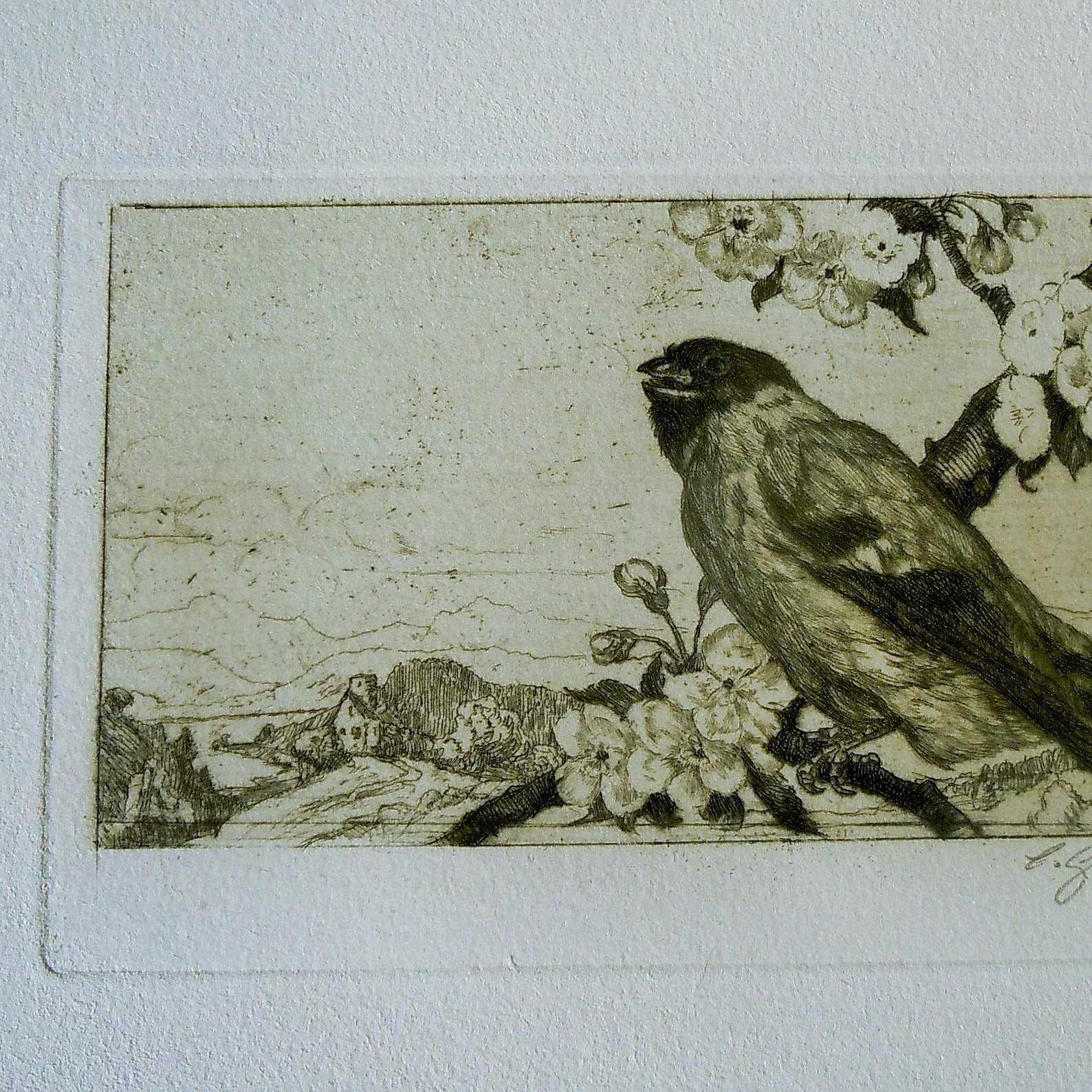 Bird Etching / Antique Print of Bird on a Blossoming branch Etsy