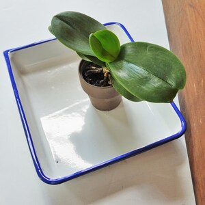 White Rectangular Pan with Blue edge / Good Usable Condition / Photo Tray / Enamelware at its best!