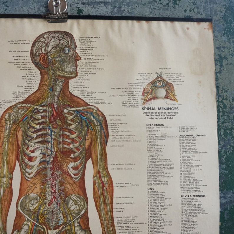 Anatomy Chart / Authentic Vintage Human Diagrams from 1949 / | Etsy