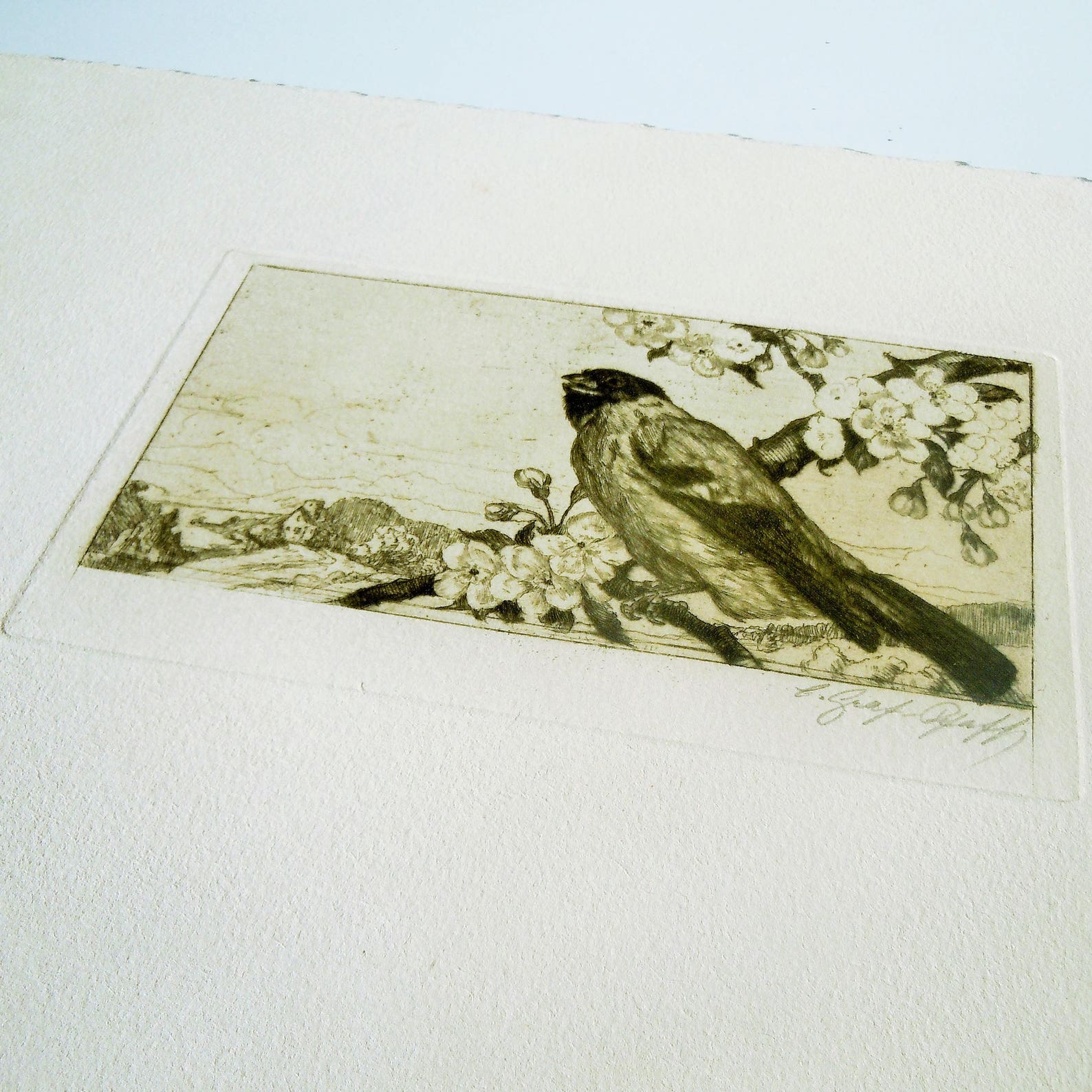 Bird Etching / Antique Print of Bird on a Blossoming branch Etsy Italia