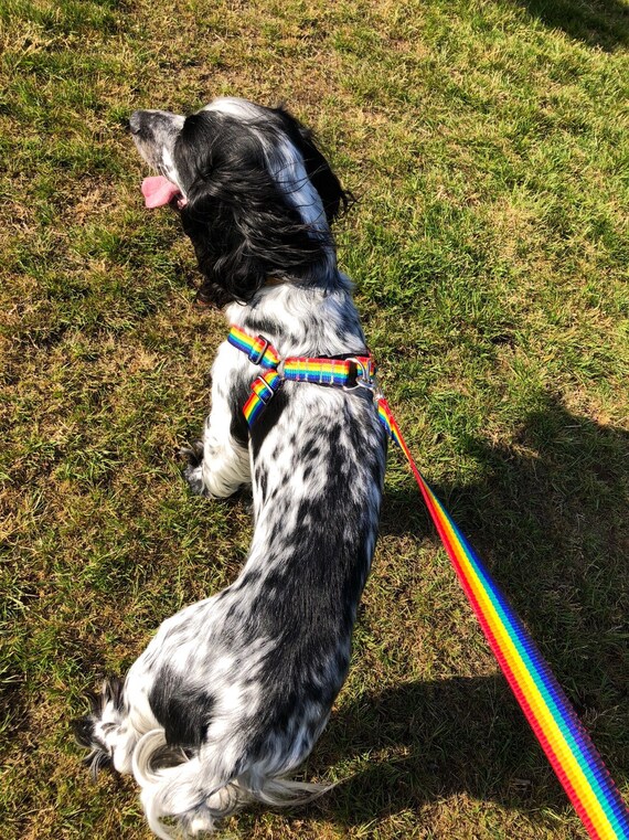 Dog harness hot sale for springer spaniel