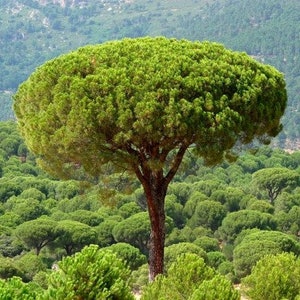 Puede incluir: Un árbol solitario con una copa redondeada de hojas verdes. El tronco marrón se alza sobre un bosque de árboles similares, con una cordillera al fondo. La imagen captura un paisaje natural y verde.