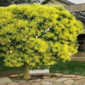 Puede incluir: Un árbol de flores amarillas con una copa redondeada. El árbol se encuentra en un entorno residencial con un camino de piedra y un banco de madera en primer plano.