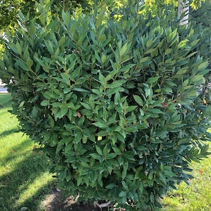 Lot of 10 bay laurel seeds. Laurus nobilis. Seeds and step-by-step germination instructions. Freshly harvested bay laurel seeds.
