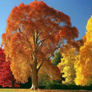 Könnte beinhalten: Ein großer Baum mit leuchtend orangefarbenen Blättern dominiert den Rahmen, vor einem klaren blauen Himmel. Andere Bäume mit rotem und gelbem Laub sind sichtbar. Die Szene erinnert an den Herbst.