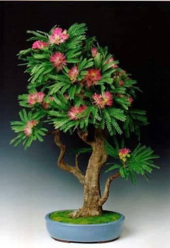 Constantinople Acacia. Silk Tree. Albizia Julibrissin. Pack of 20 Seeds.  Suitable for Bonsai. - Etsy Israel