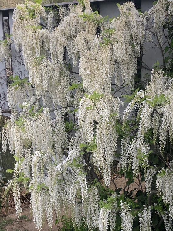Buy White Wisteria (wisteria Sinensis Venusta Alba) Seeds. Pack of 5 Fresh,  Organic Seeds. Germination Instructions Included. Online in India - Etsy