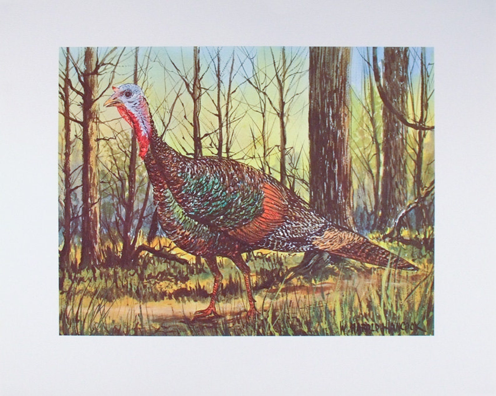 Wild Turkey Turkey Print Thanksgiving Turkey Art Wildlife Etsy