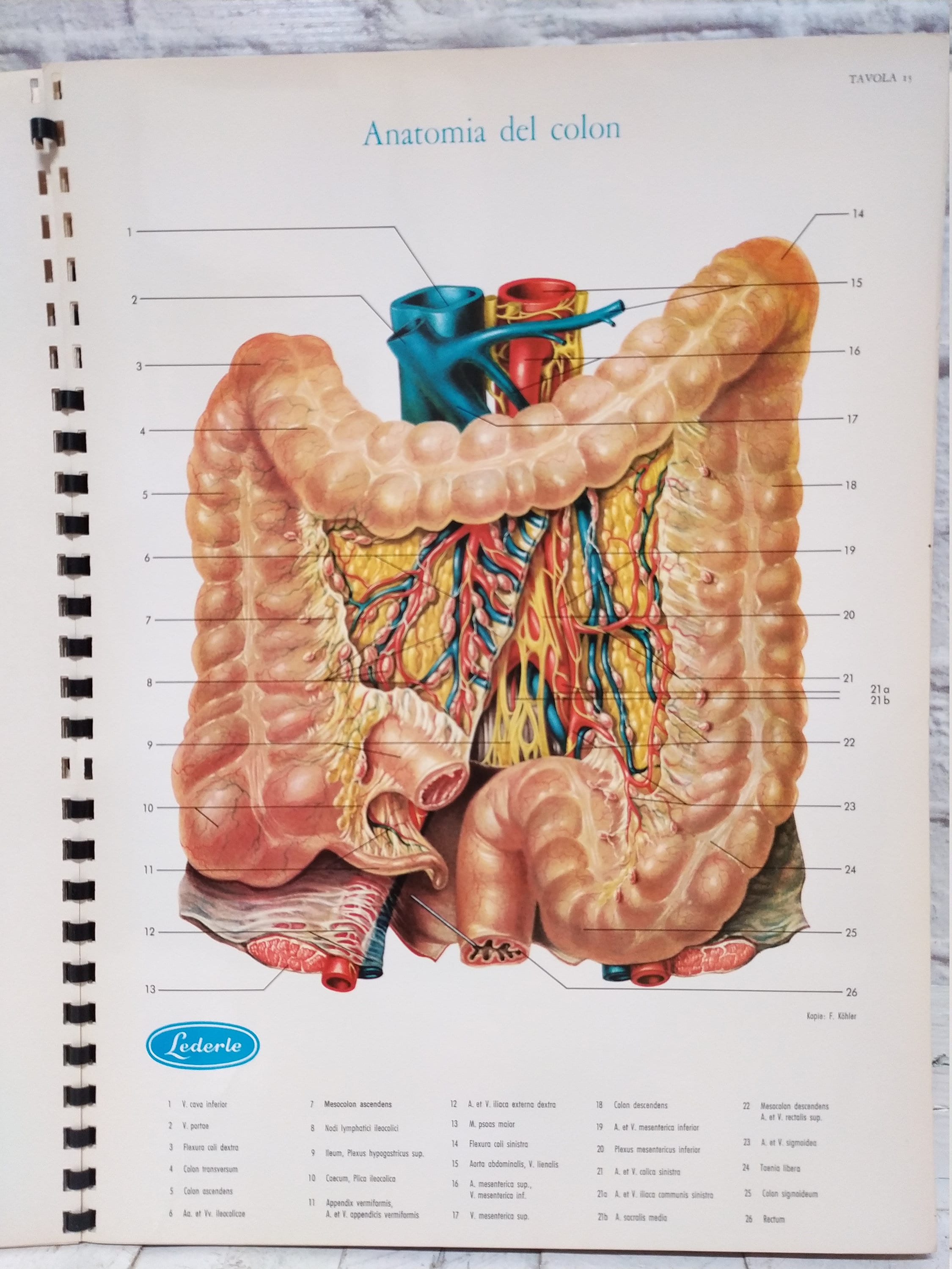 Atlante di anatomia umana (libro - Libri e Riviste In vendita a