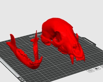File 3D del teschio di orso nero del Maine con mascella
