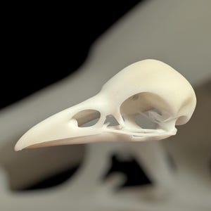 3D resin printed replica young raven/crow skull