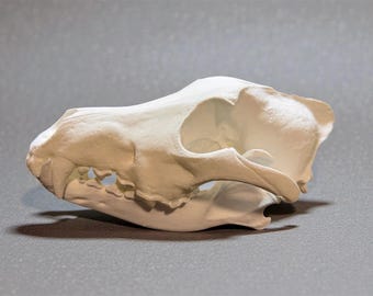3D fdm printed replica Wolf skull