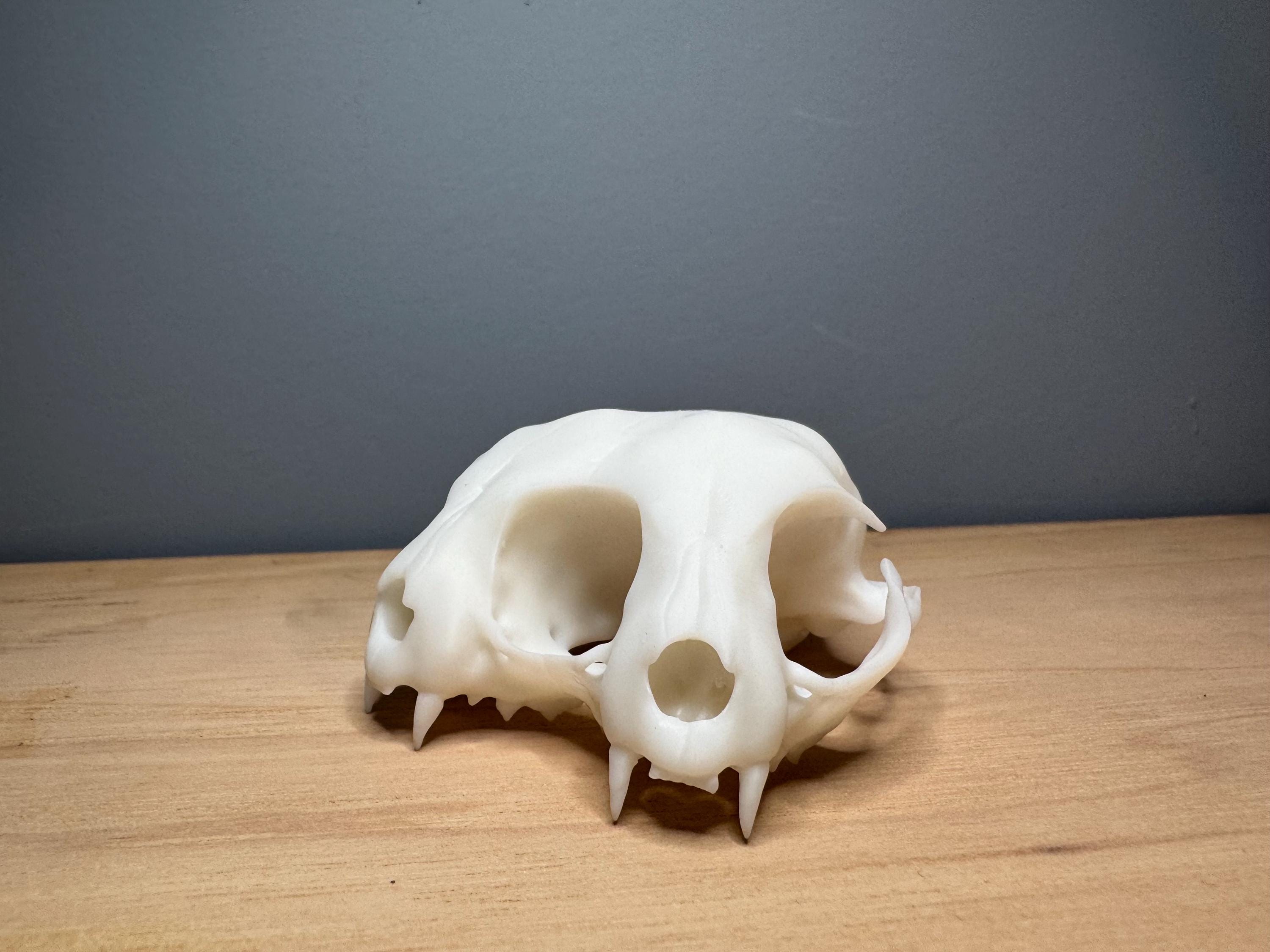 00s roen leopard skull レオパード スカル 骸骨 ジャージ 00s roen leopard skull レオパード スカル 骸骨 ジャージ