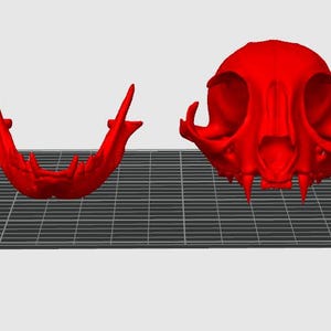 May include: A bright red cat skull and jawbone are displayed against a gray grid background. The skull is complete with eye sockets, nasal cavity, and sharp teeth. The jawbone is positioned separately, showcasing its curved shape and teeth.