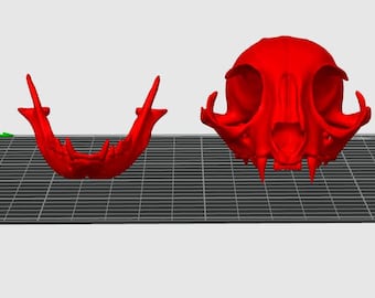 File 3D di teschio di gatto con mascella