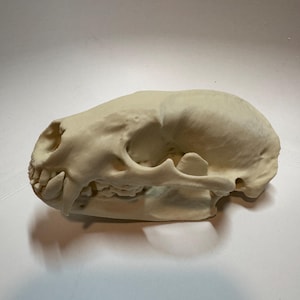 3D fdm printed replica American badger skull