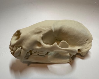 May include: A detailed, off-white animal skull, likely a feline, is displayed against a plain white background. The skull's features, including the eye sockets, nasal cavity, and teeth, are clearly visible. The lighting highlights the texture and form of the bone.