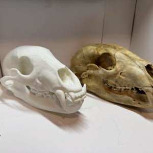 3D fdm printed replica black bear skull