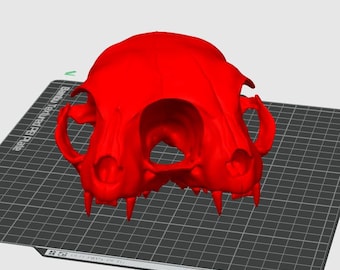 File 3D di teschio di gatto siamese senza mascella.