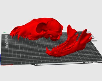 File 3D del teschio di volpe rossa con mascella