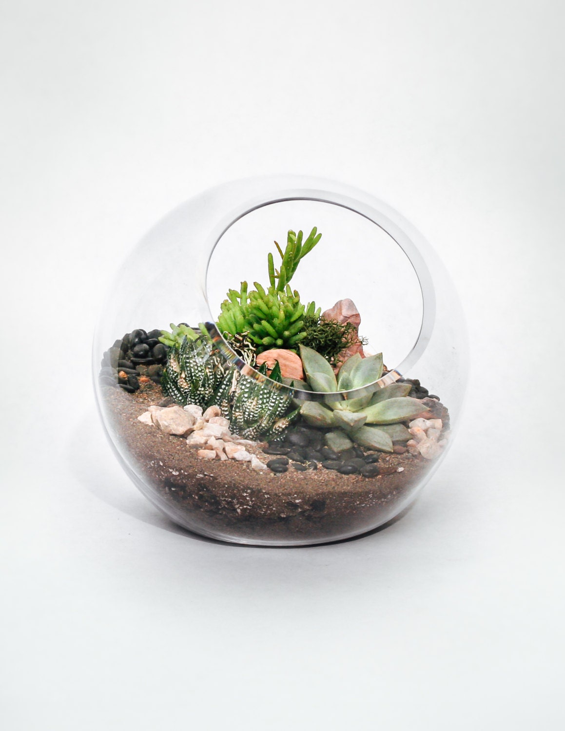 Succulent Terrarium 6 Glass Orb Terrarium with Etsy