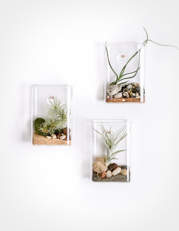 Pocket Aerium - Wall Mounted Air Plant Terrarium