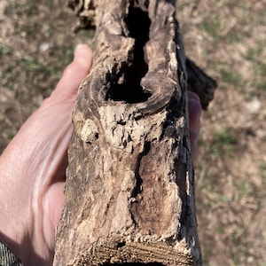 May include: A section of weathered wood with a large, dark hole running through its center. The wood is a mix of light and dark browns, with a rough, textured surface. The end of the wood has a circular opening. The item is held in a hand.