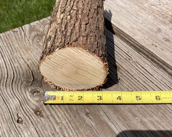 Ironwood Log, Eastern Hophornbeam, 7 x 3.25 inches, Carving/Whittling, Natural Decor, Crafts, Terrarium