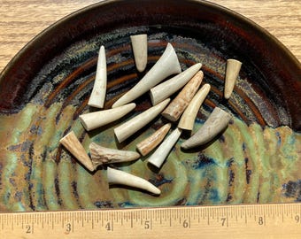 Antler Tips, Whitetail Deer, Lot of 16 pieces. Hand cut with a bandsaw from naturally shed deer antler. Crafts, jewelry, buttons, toggles