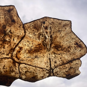 May include: Close-up of a translucent, irregularly shaped object with a mottled, brown and tan appearance. Darker brown lines create a network across the surface. The background is a cloudy sky.