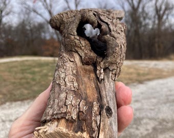 Hollow Dogwood Branch, Short Piece, Wild Natural Wood, Terrarium/Vivarium Pet/Reptile Habitat/Hide Decor/Crafts