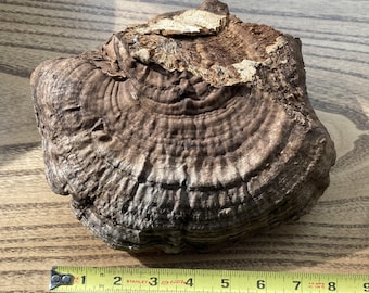 Artist Conk, Large Ganoderma applanatum, naturally dried mushroom, decor/pyrography/painting, 8 x 7", 12.2 oz